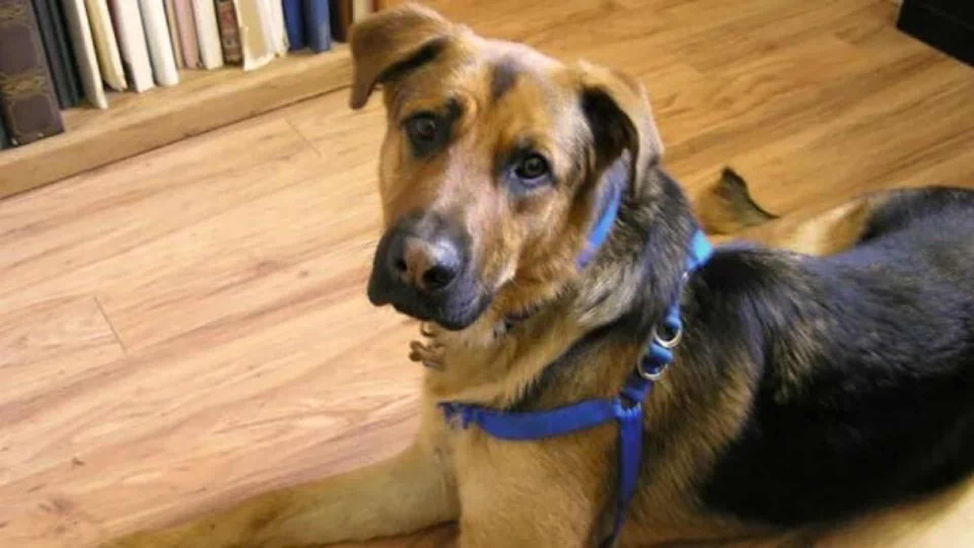 Big and beautiful dog