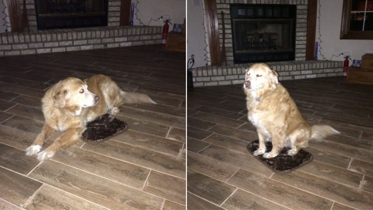 Golden Retriever Accidentally Receives A Tiny Bed And He Couldn’t Be More Thankful