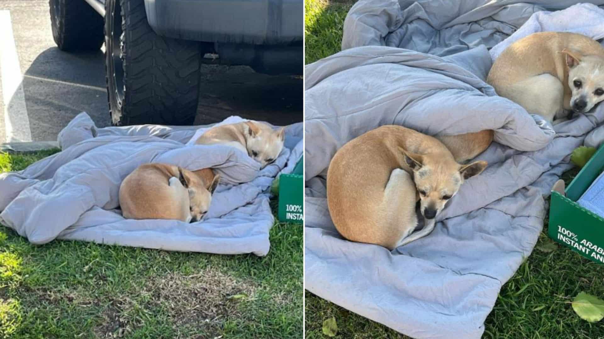 Rescuer Was Surprised To See 3 Abandoned Dogs Lying On An Old Blanket In The Street