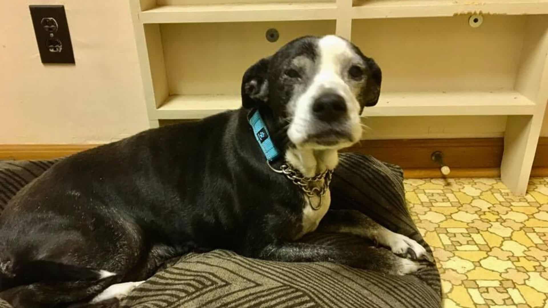 the dog is lying on the armchair