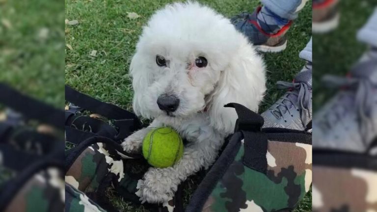 a white poodle with a green ball
