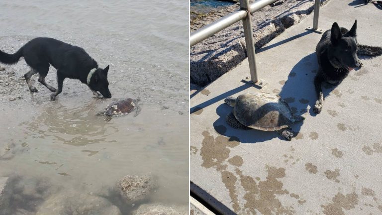 dog rescues the turtle