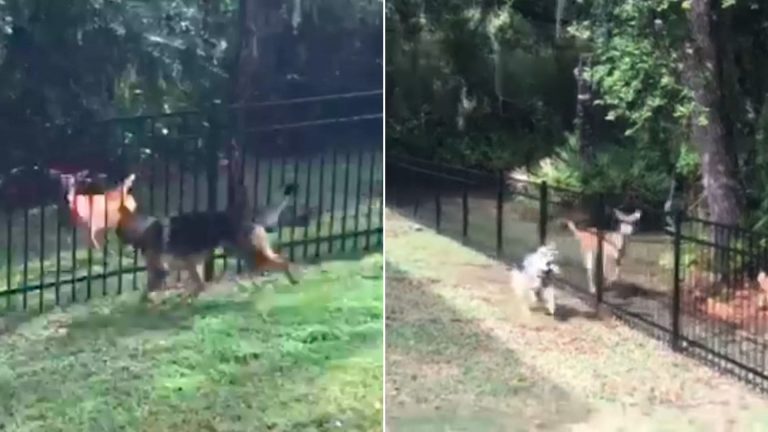 dog plays a game of tag with a wild deer 