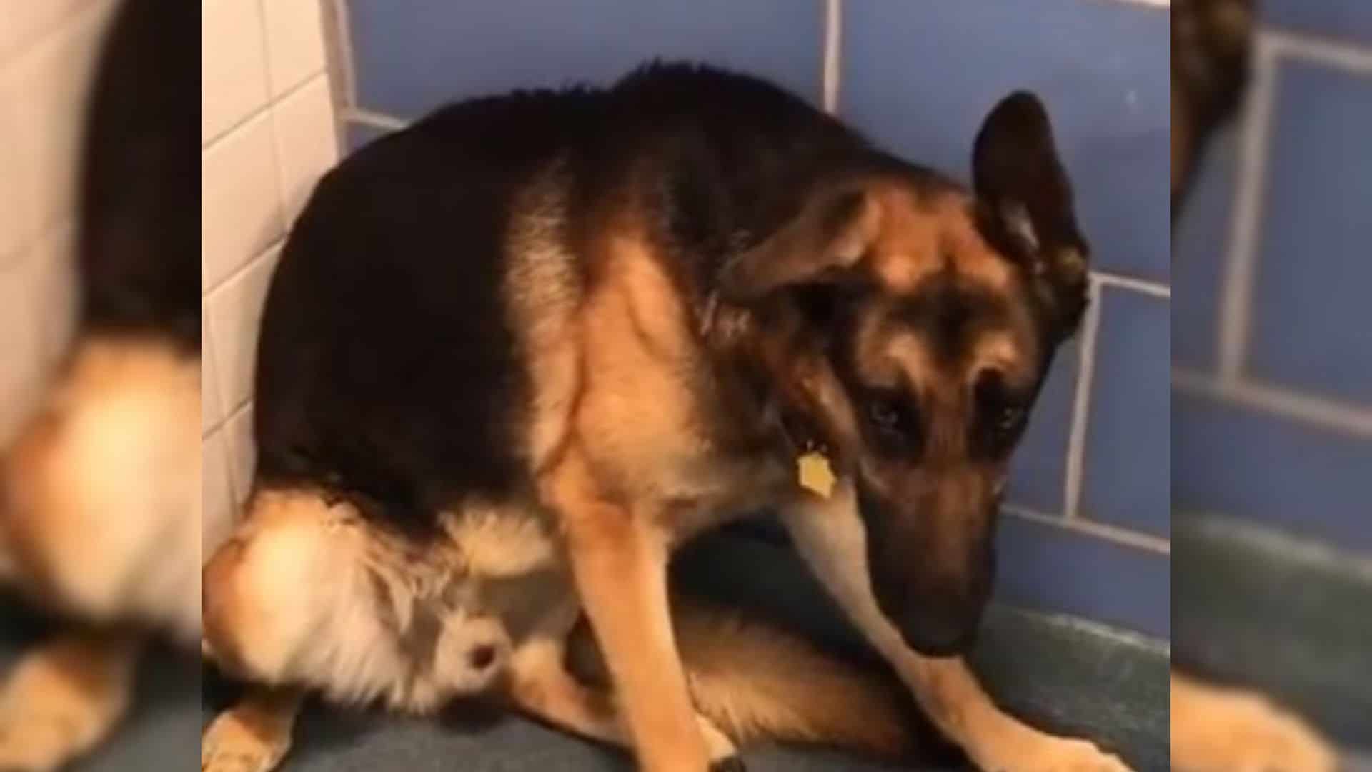 a frightened German Shepherd dumped in a shelter