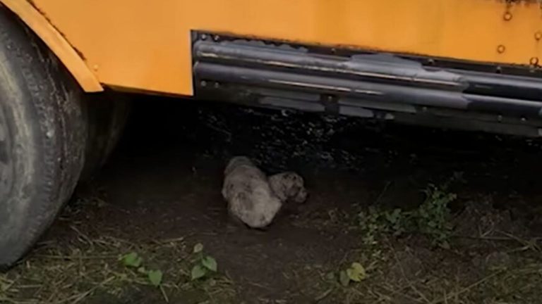 Puppie under the car