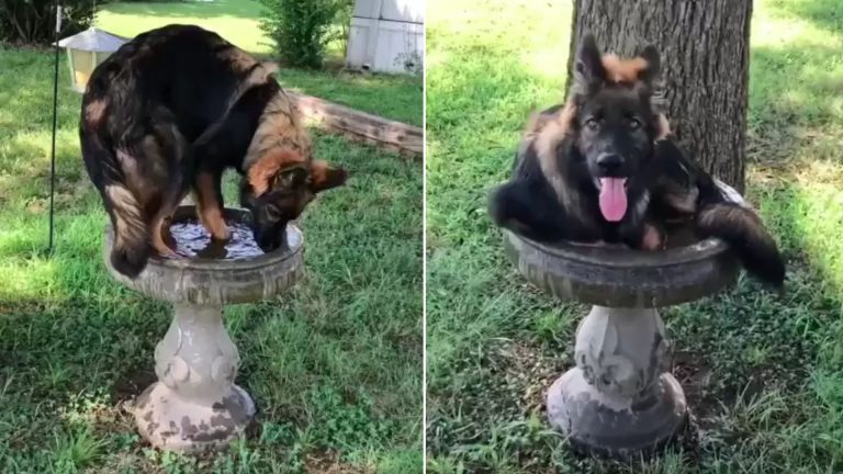 german shepherd sitting in a birdbath