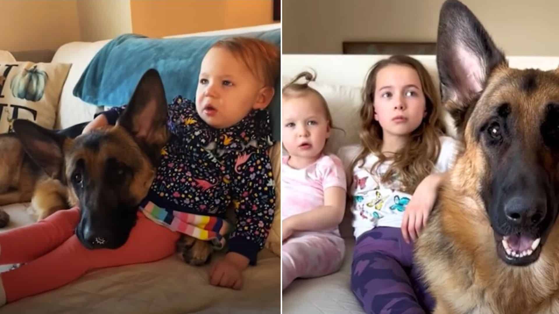 german shepherd playing with three little girls