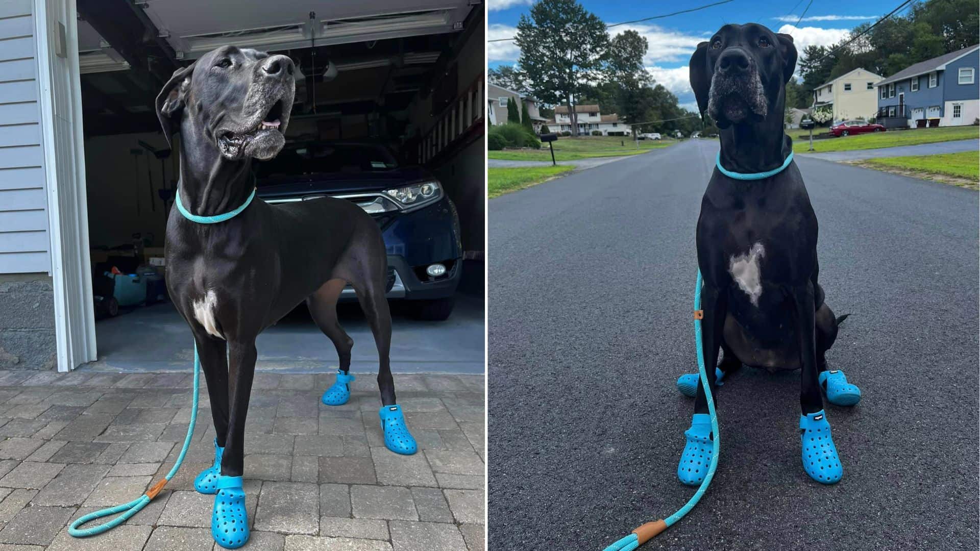 Great Dane with crocs