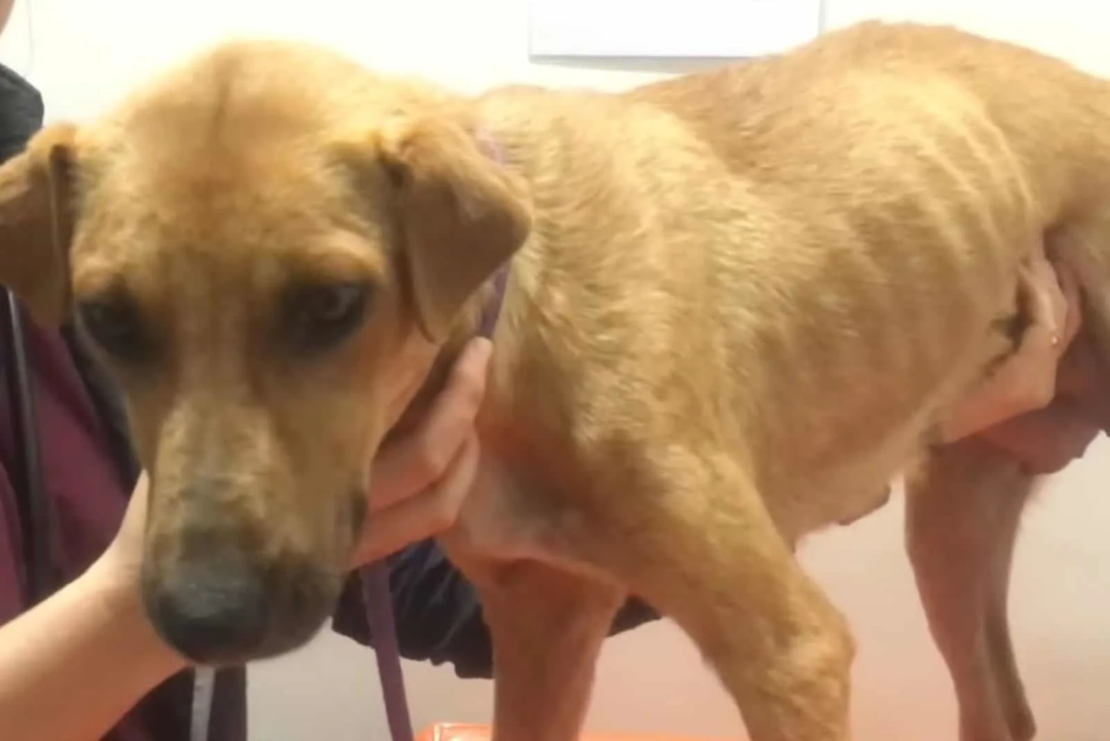 Ginger the shelter dog looking very malnourished