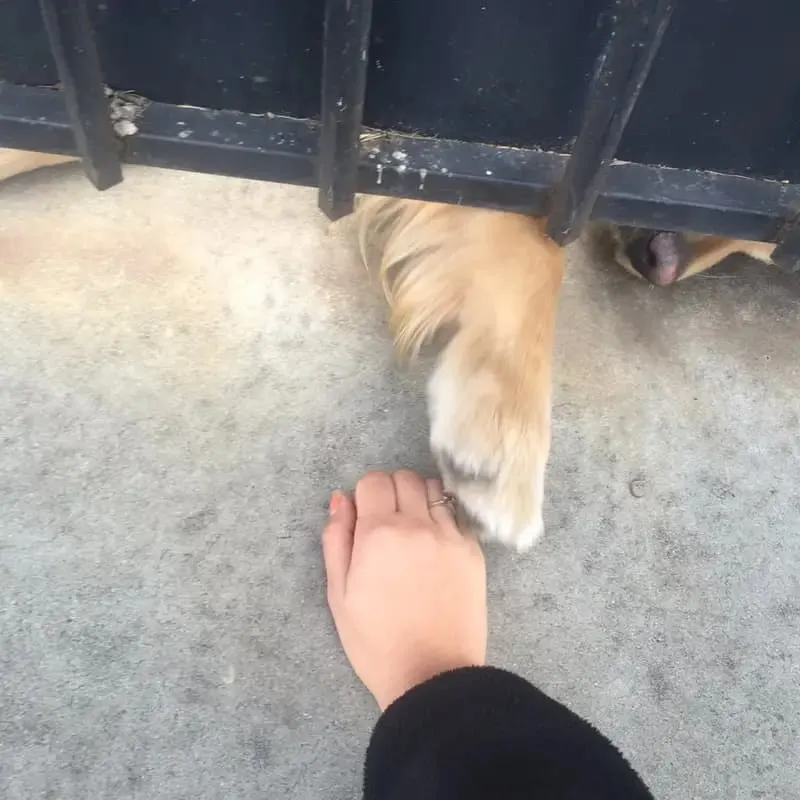 Niña acariciando la cola del perro