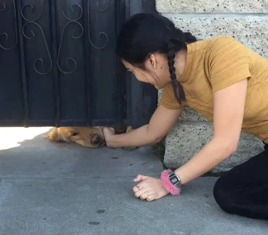 Niña acariciando al perro