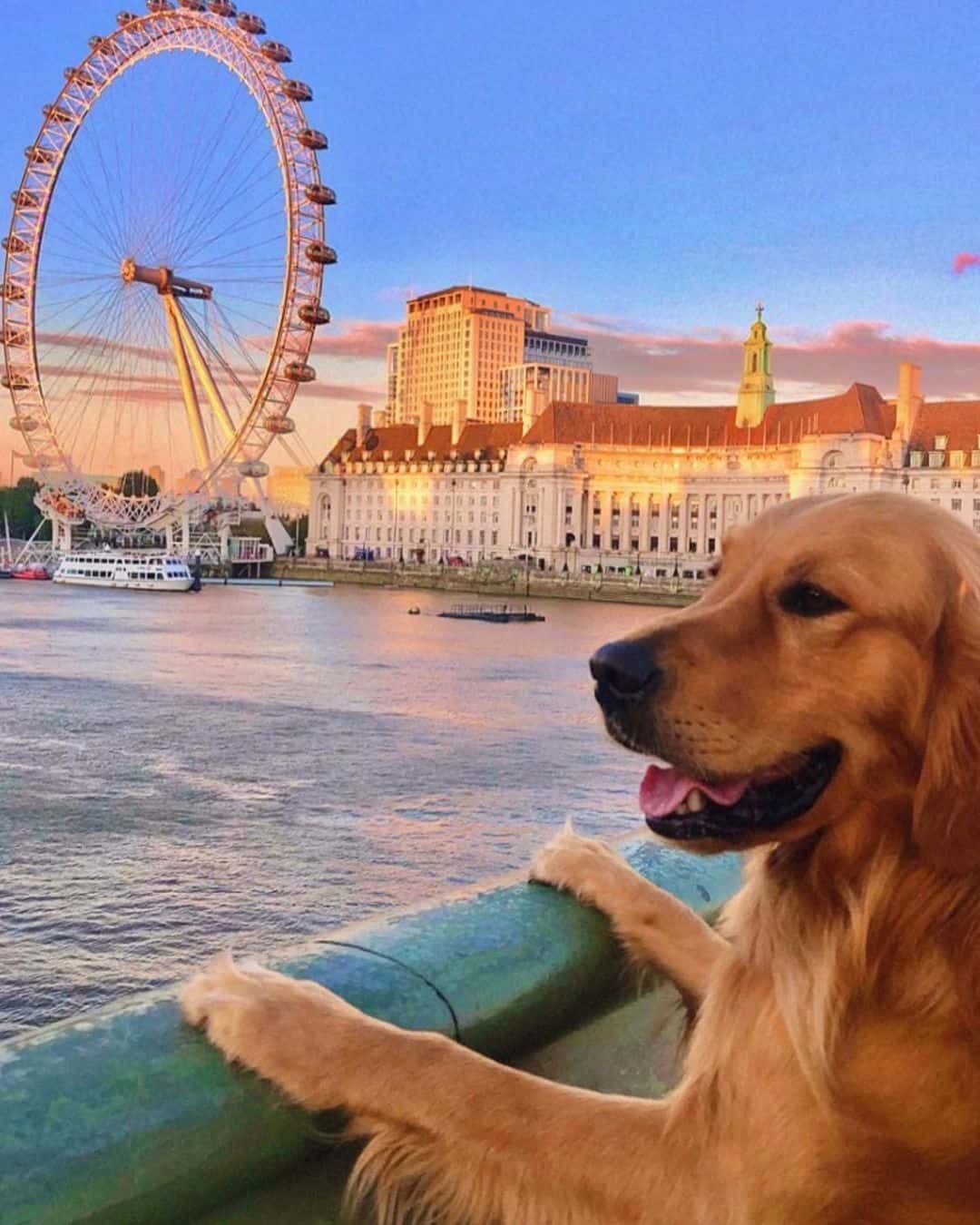 Golden retriever Huxley at city walk in London