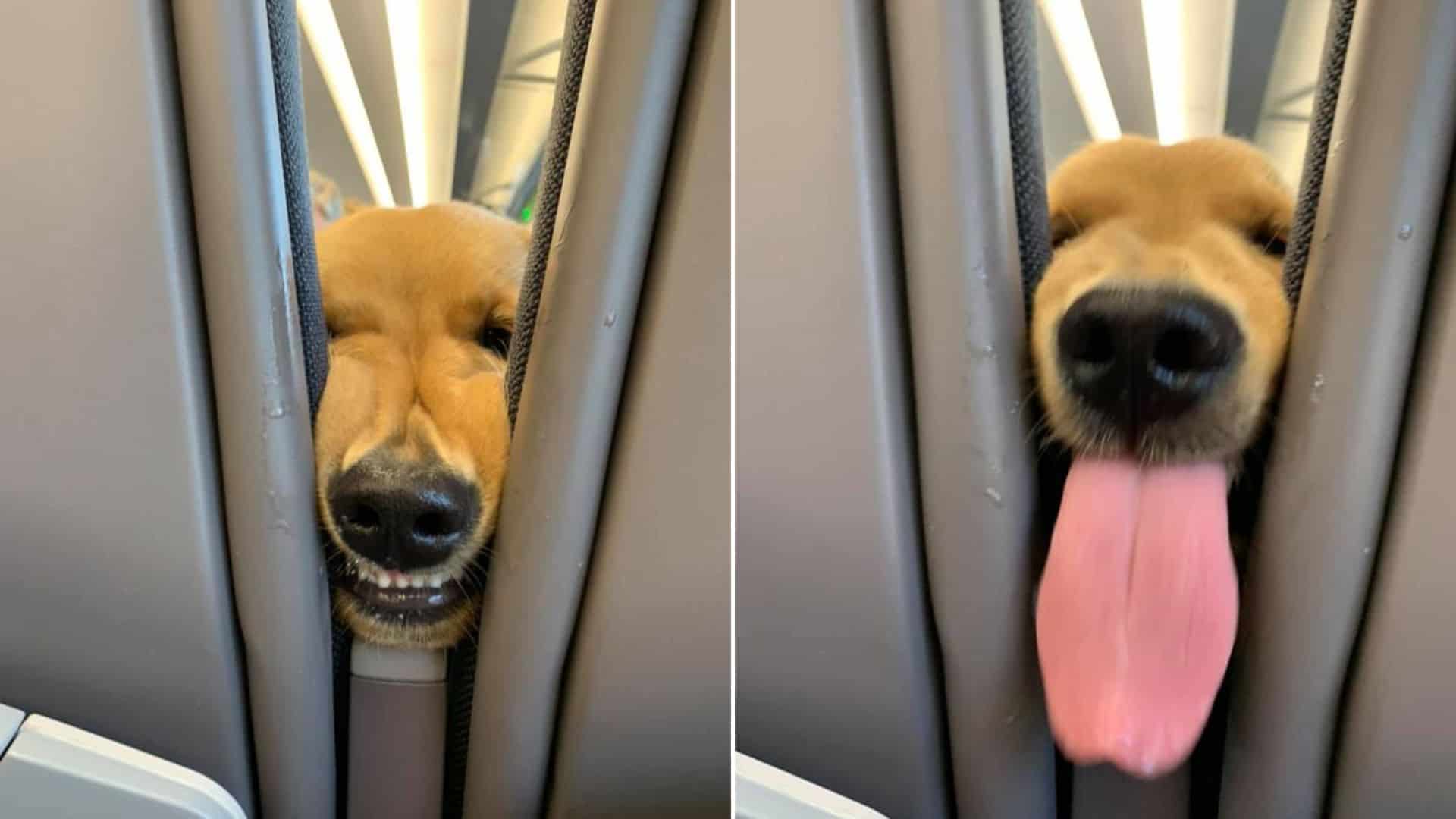 golden retriever being goofy on a plane