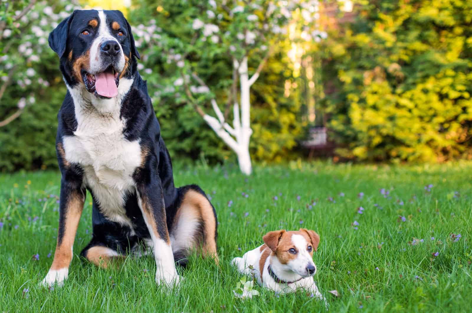 Great Swiss Mountain Dog and Little Jack Russell on the grass