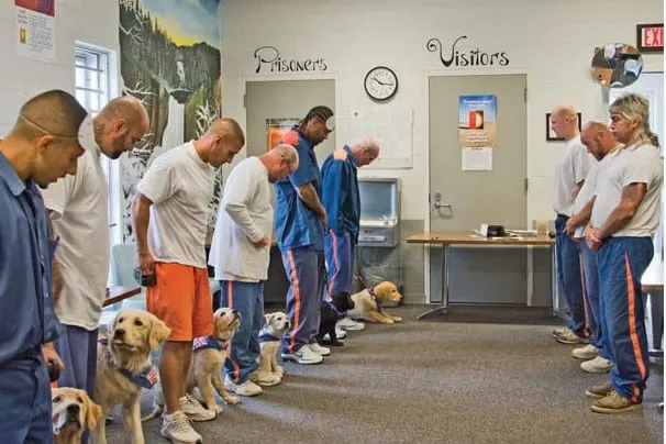 Chicos y perros parados en línea recta.