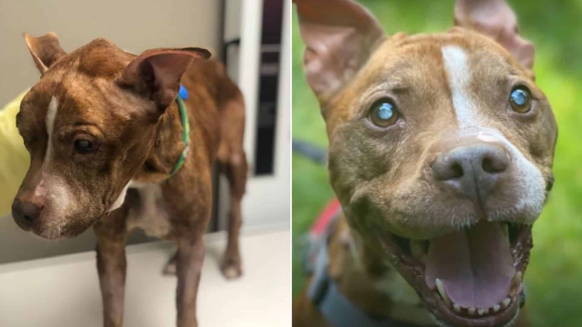 photo of the blind pit-bull