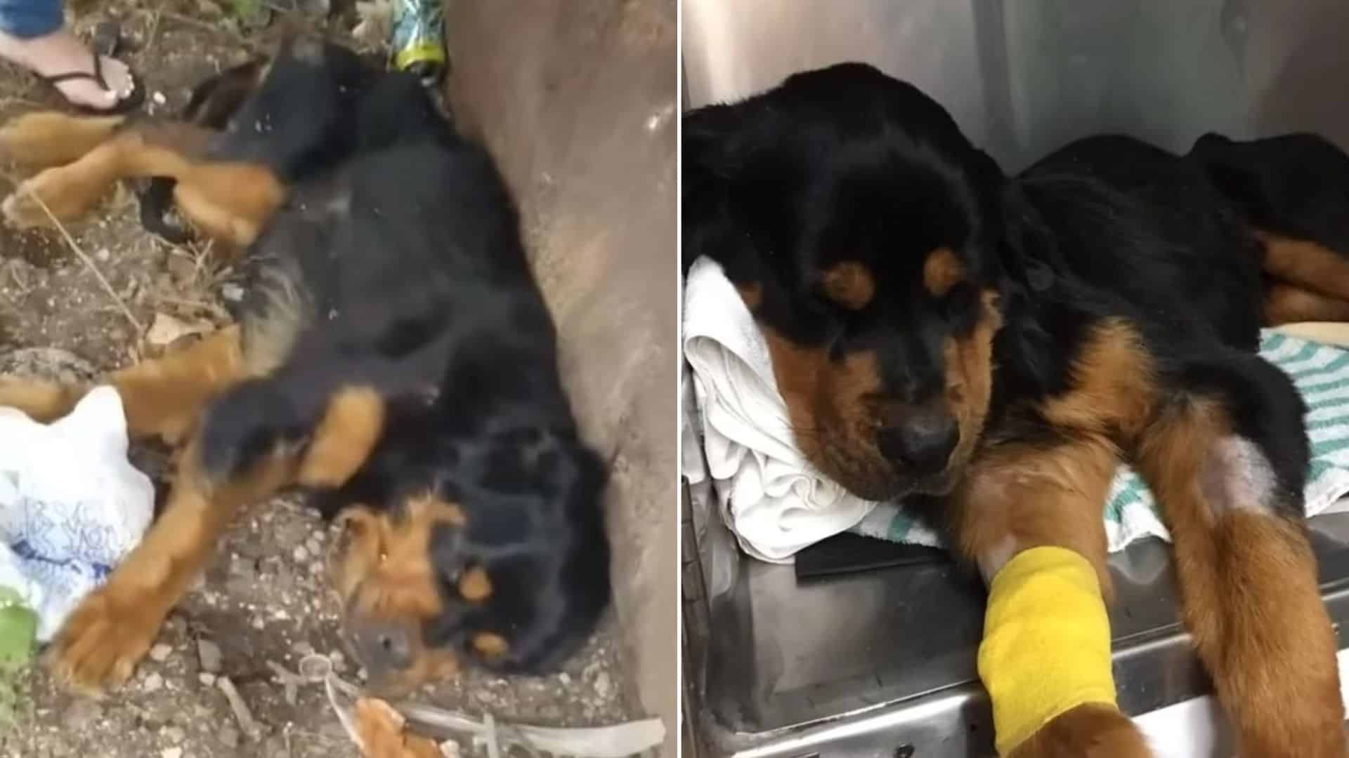 abandoned rottweiler dog next to a dumpster