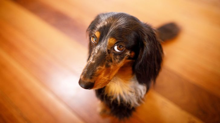 This Is The Most Common Reason Why Your Dog Gives You The “Guilty Look”