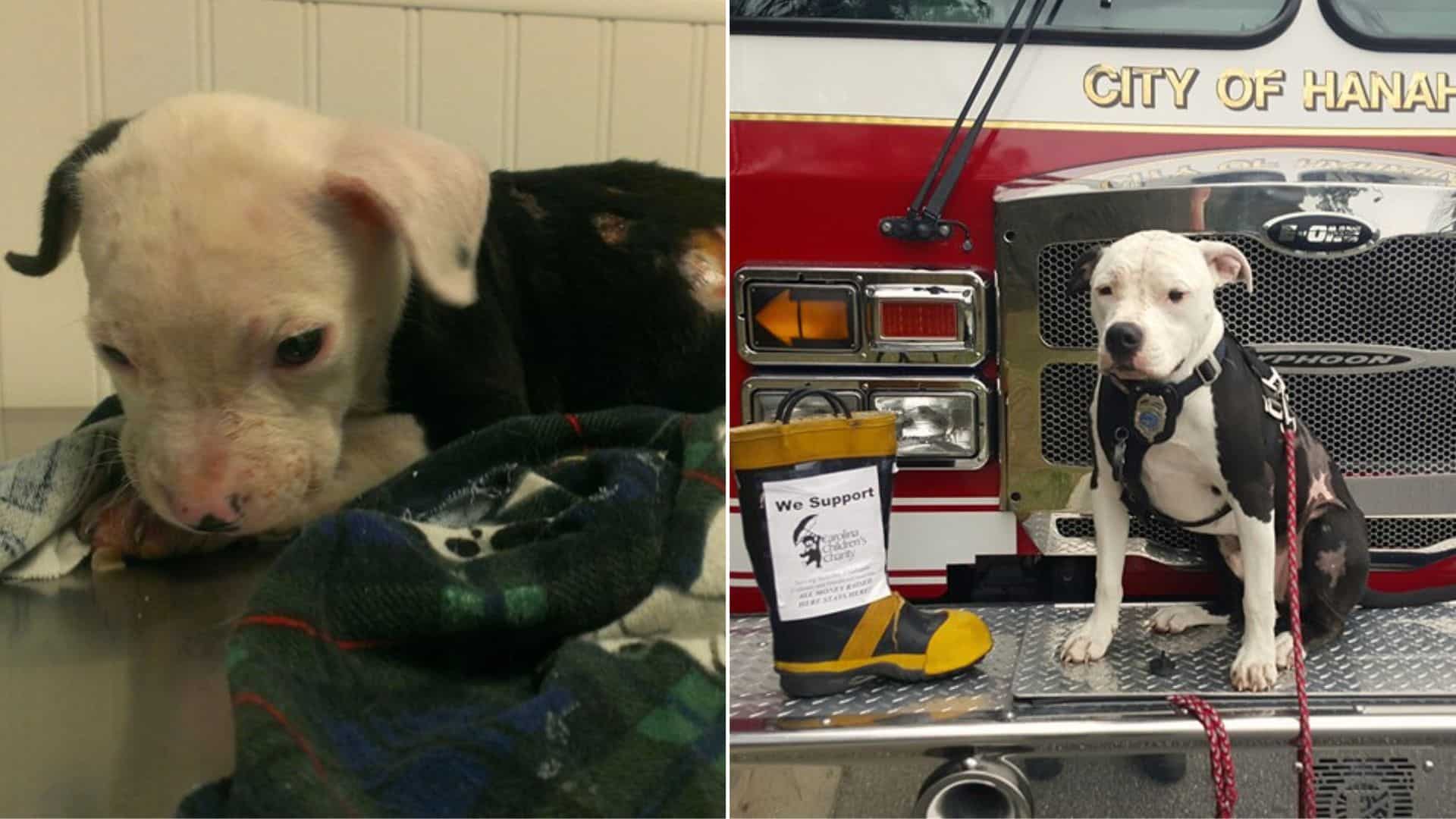 dog firefighter