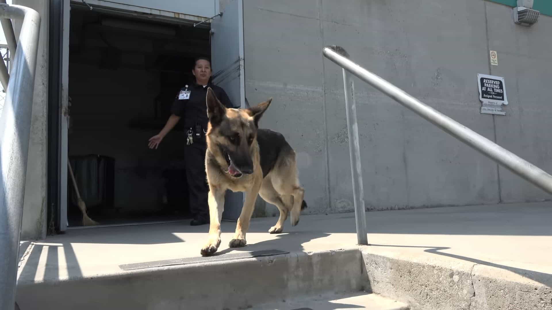 german shepherd dog on stairs