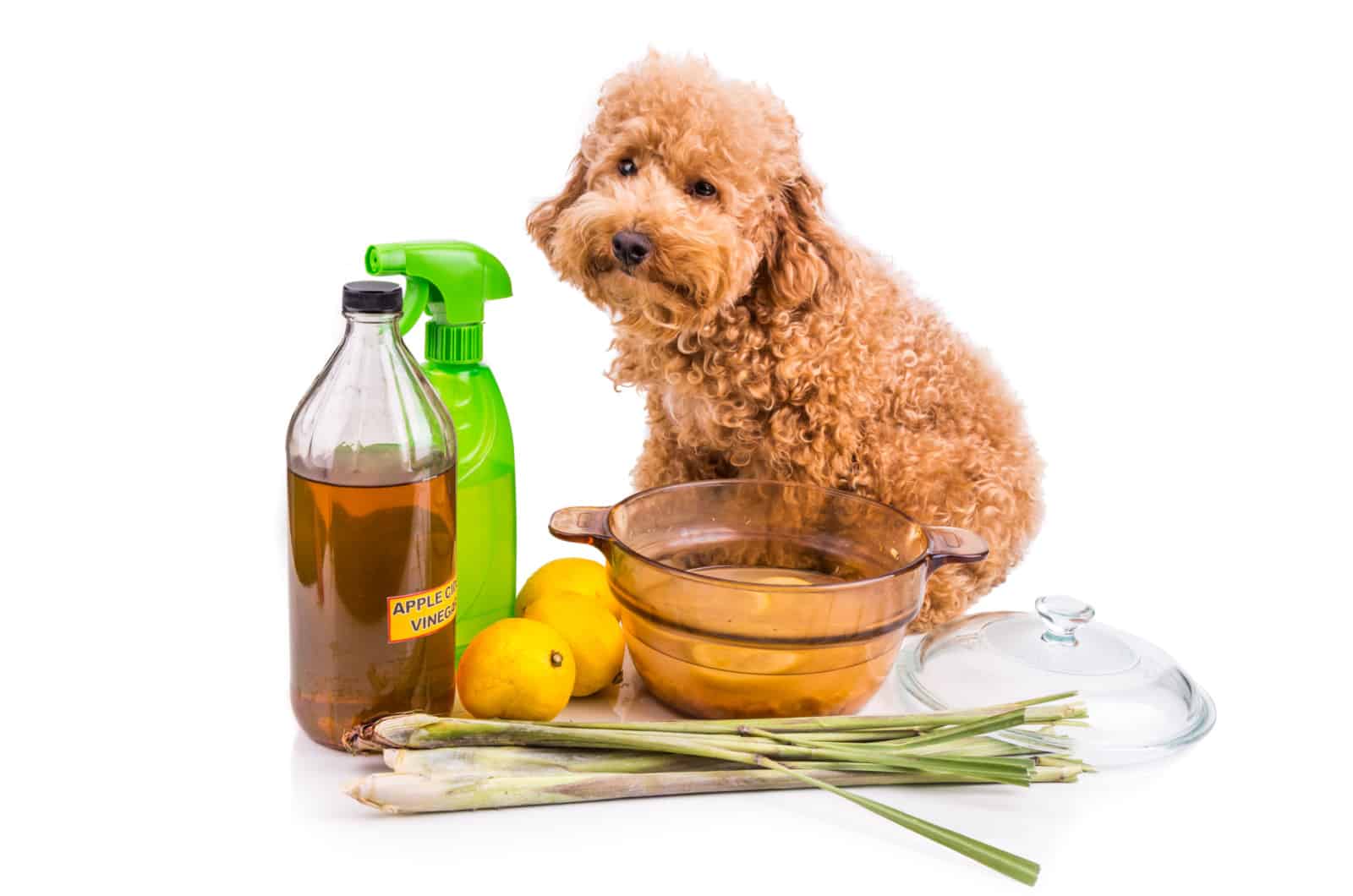 Homemade Remedies for dog