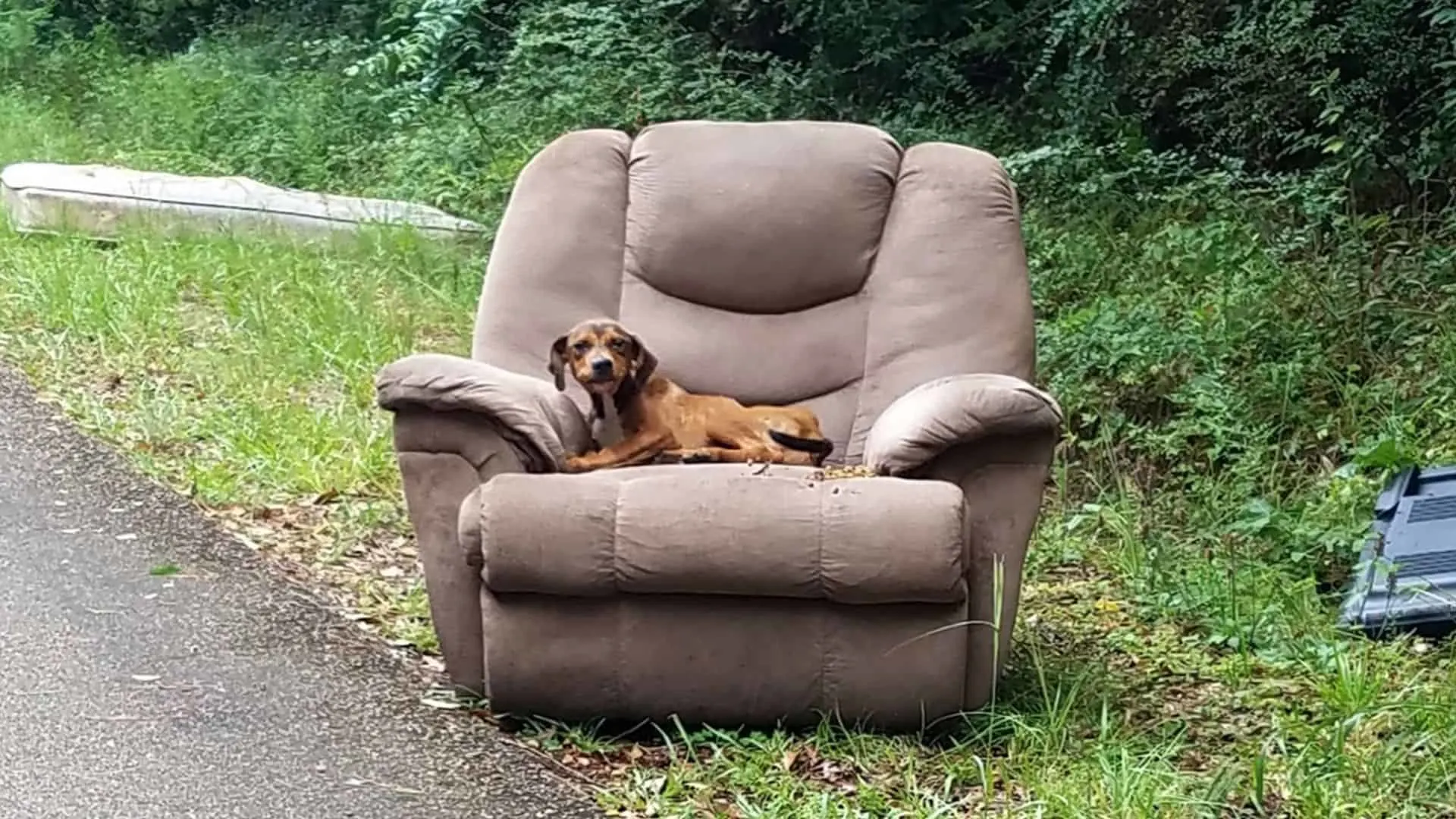 Cachorro abandonado con una silla y la televisión espera a que regresen sus dueños