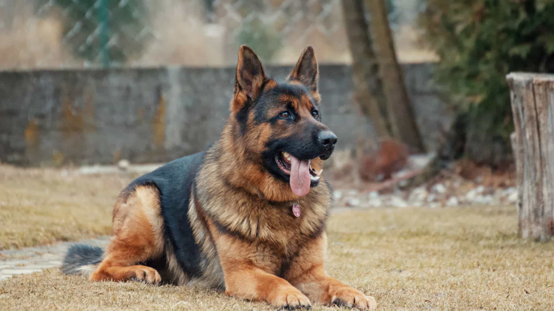 german shepard sitting