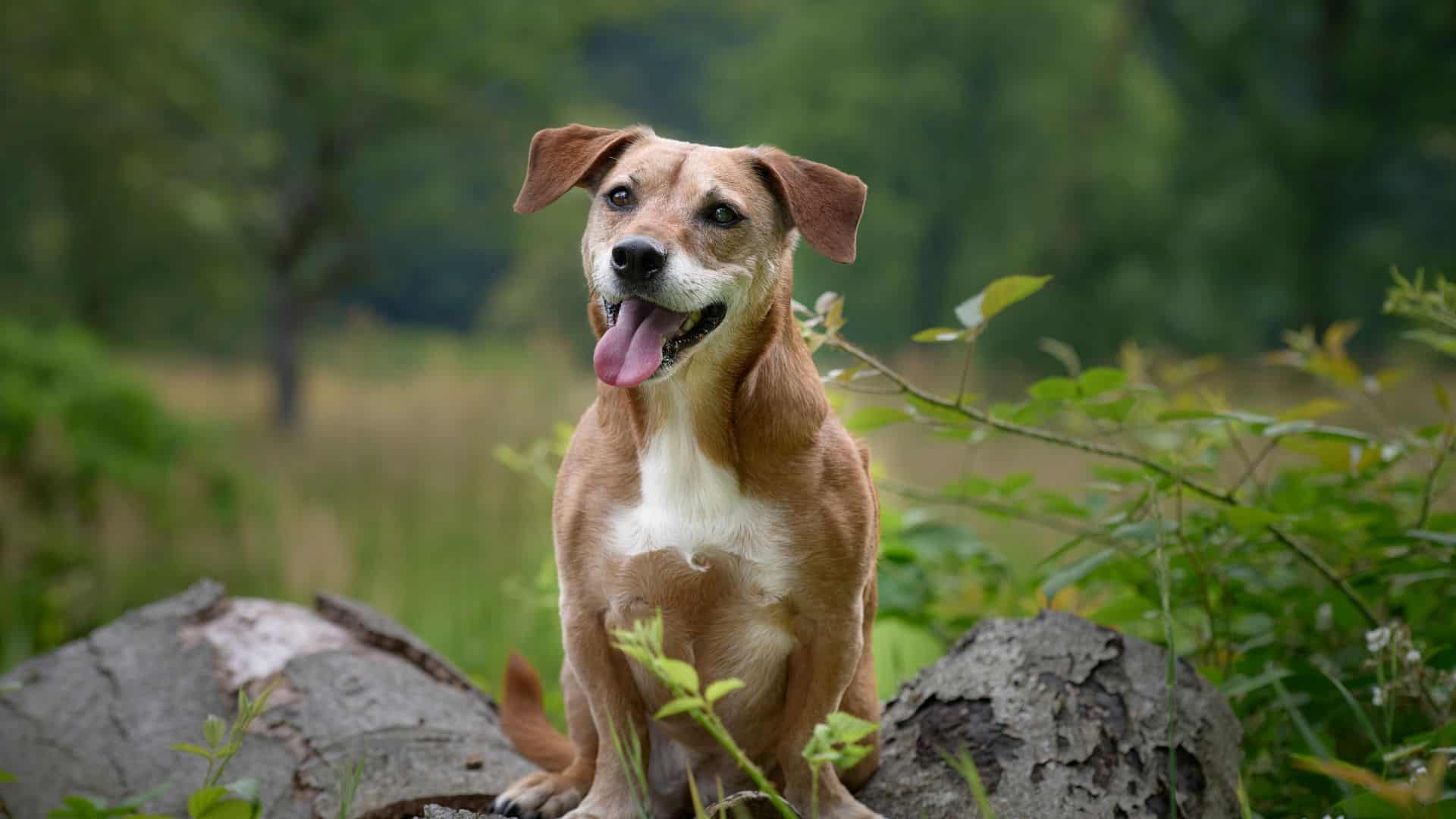 photo of a dog in nature