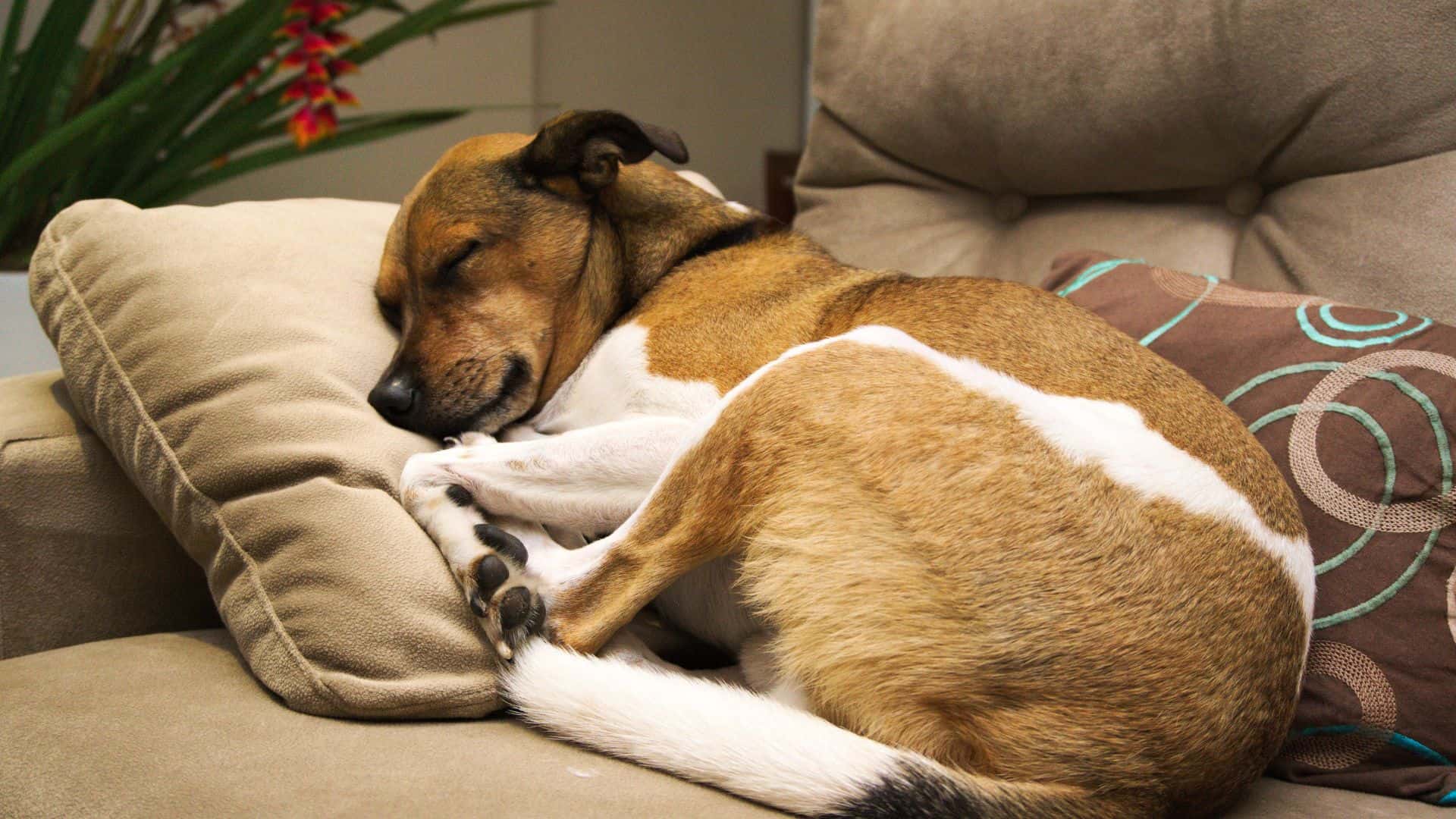 dog sleeping on a couch