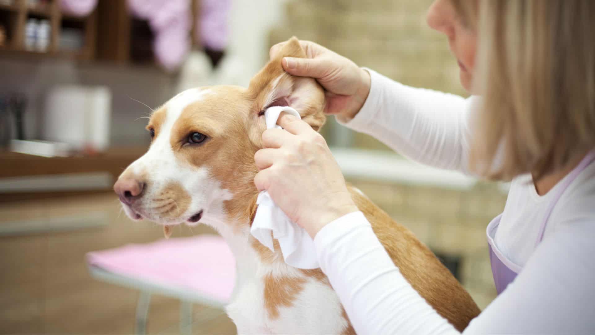 cleaning dog ears