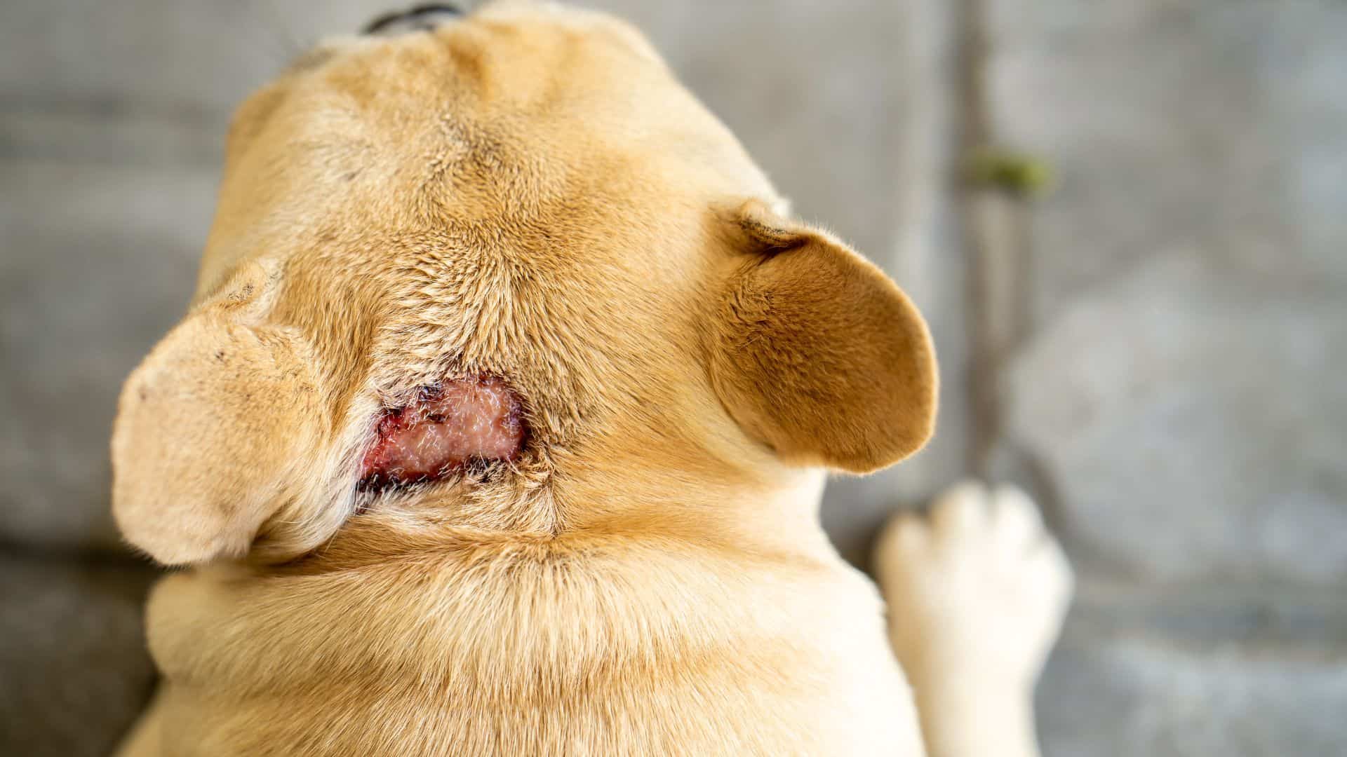 How To Treat A Dog’s Hot Spots And Prevent Them