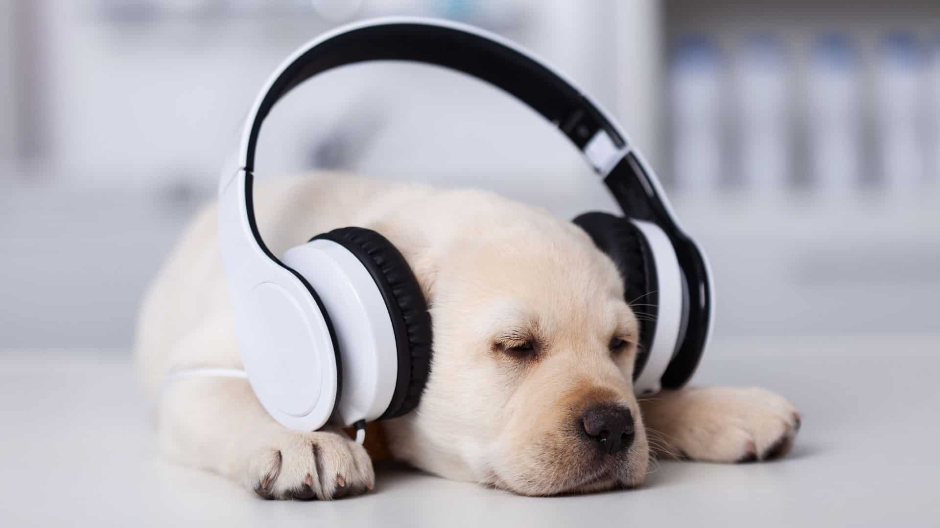 dog with headphones on his head