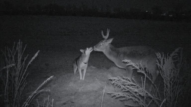 husky meeting deer in the middle of the night