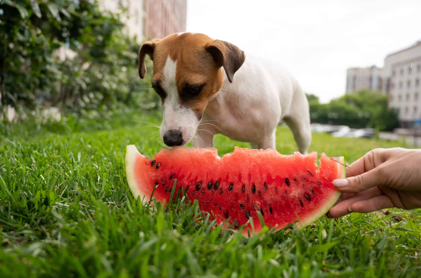 Jack russell terrier dog eating watermelon on the green lawn