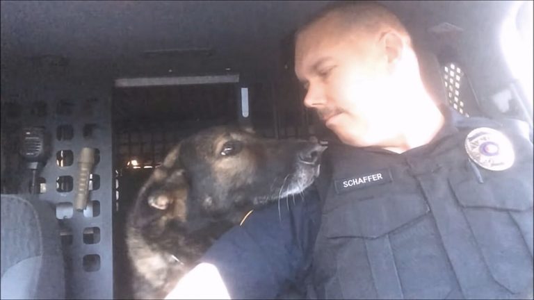 k9 officer and german shepherd dog
