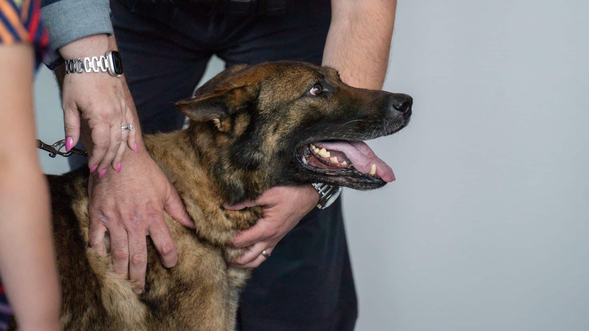 k9 german shepherd dog