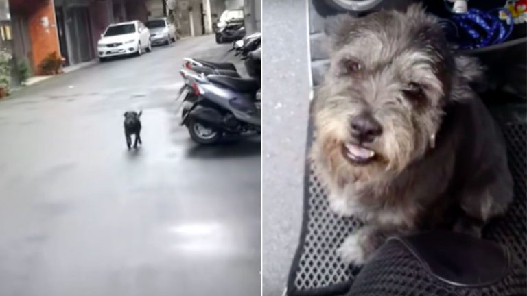 little dog reunited with owner
