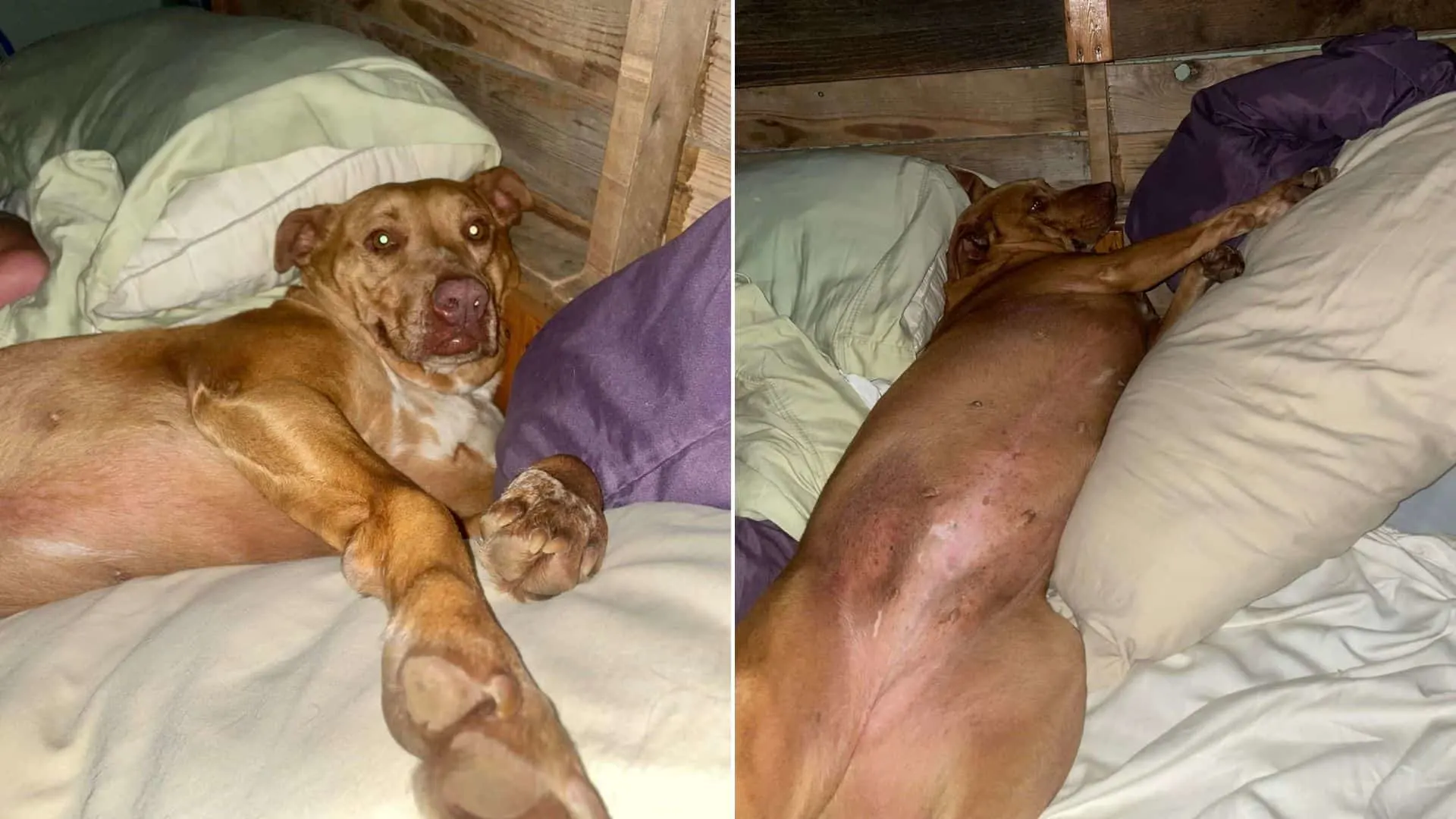 lost dog creeps into a couple's bed