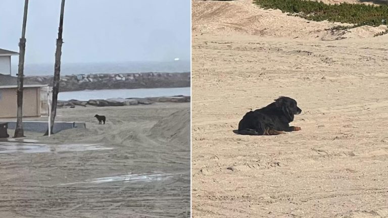 Dog sitting and waiting for his owners