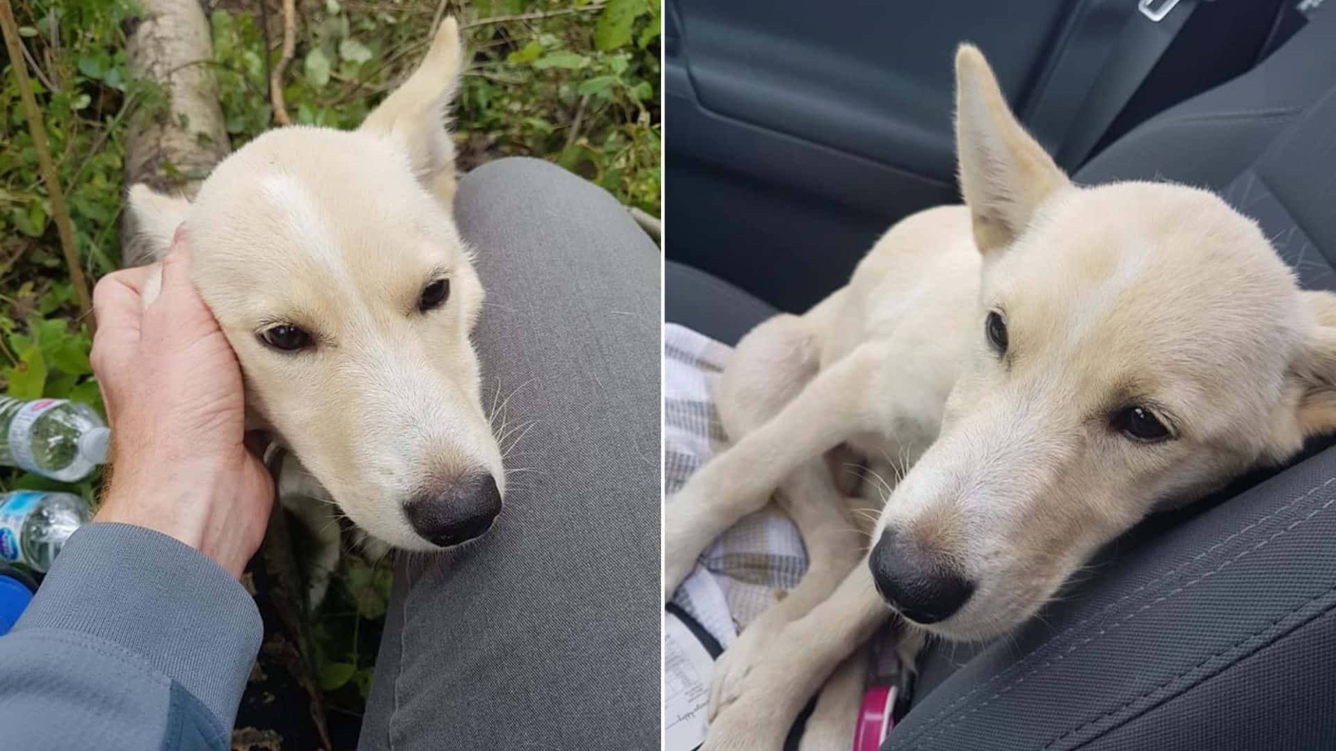 lost dog rescued