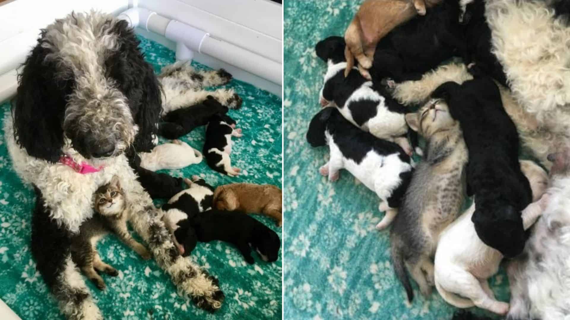 mom dog and kitten