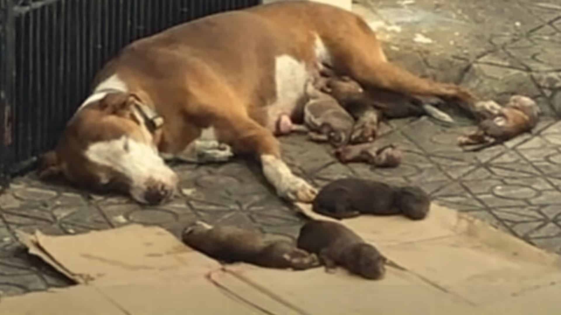 a dog lies next to its newborns on the street