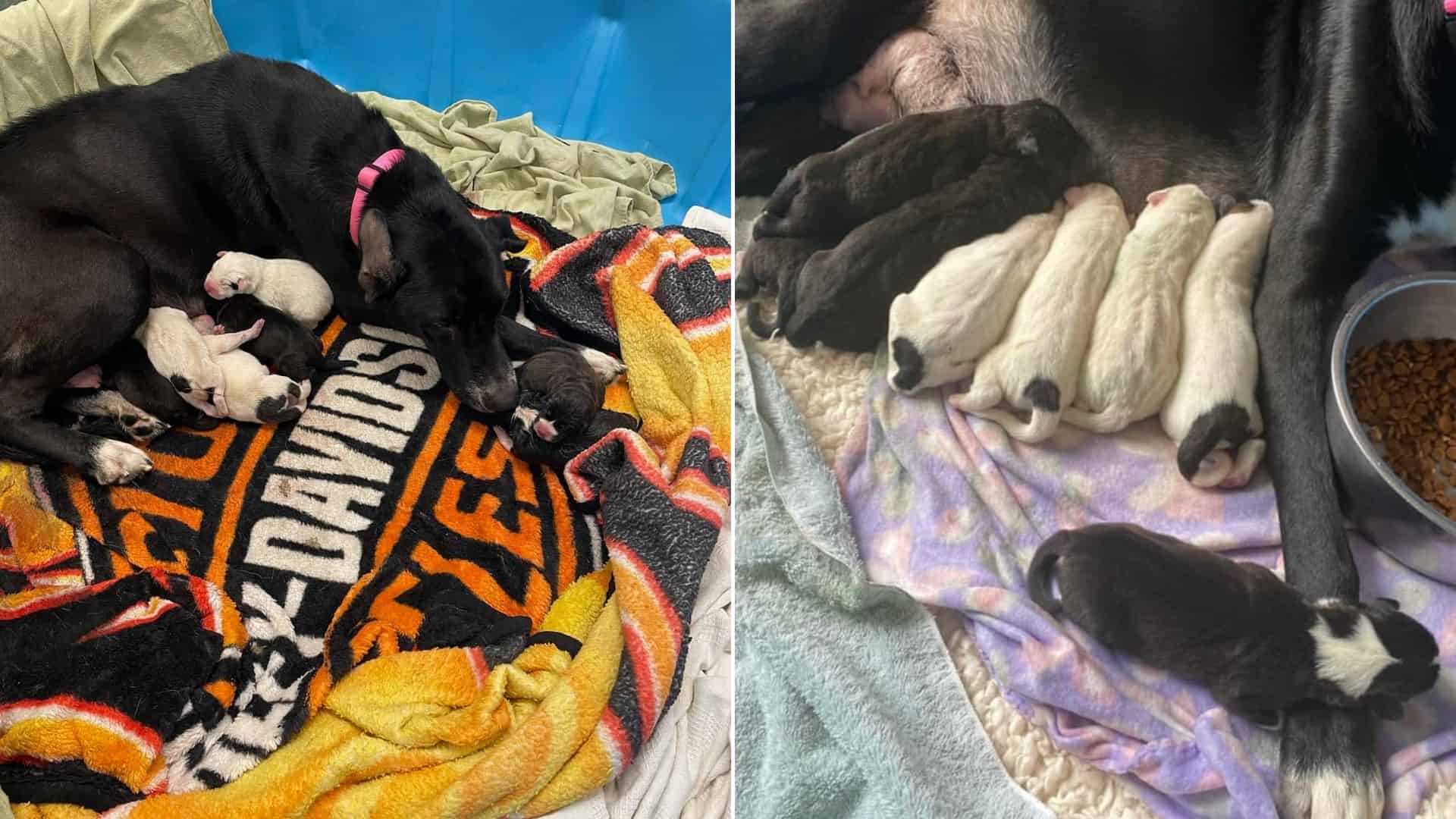mama great dane and her puppies