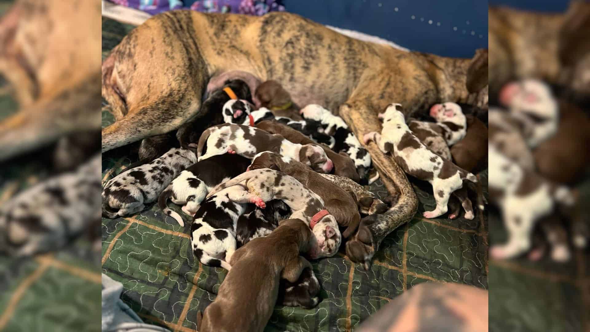 great dane mom with her litter