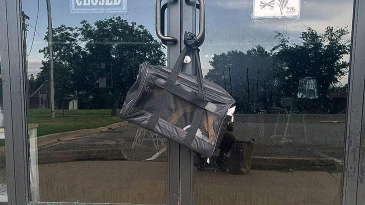 This Dog Was Left In A Bag Tied To A Shelter Dog Handle