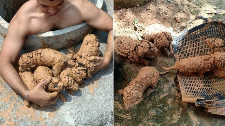 muddy puppies in a well