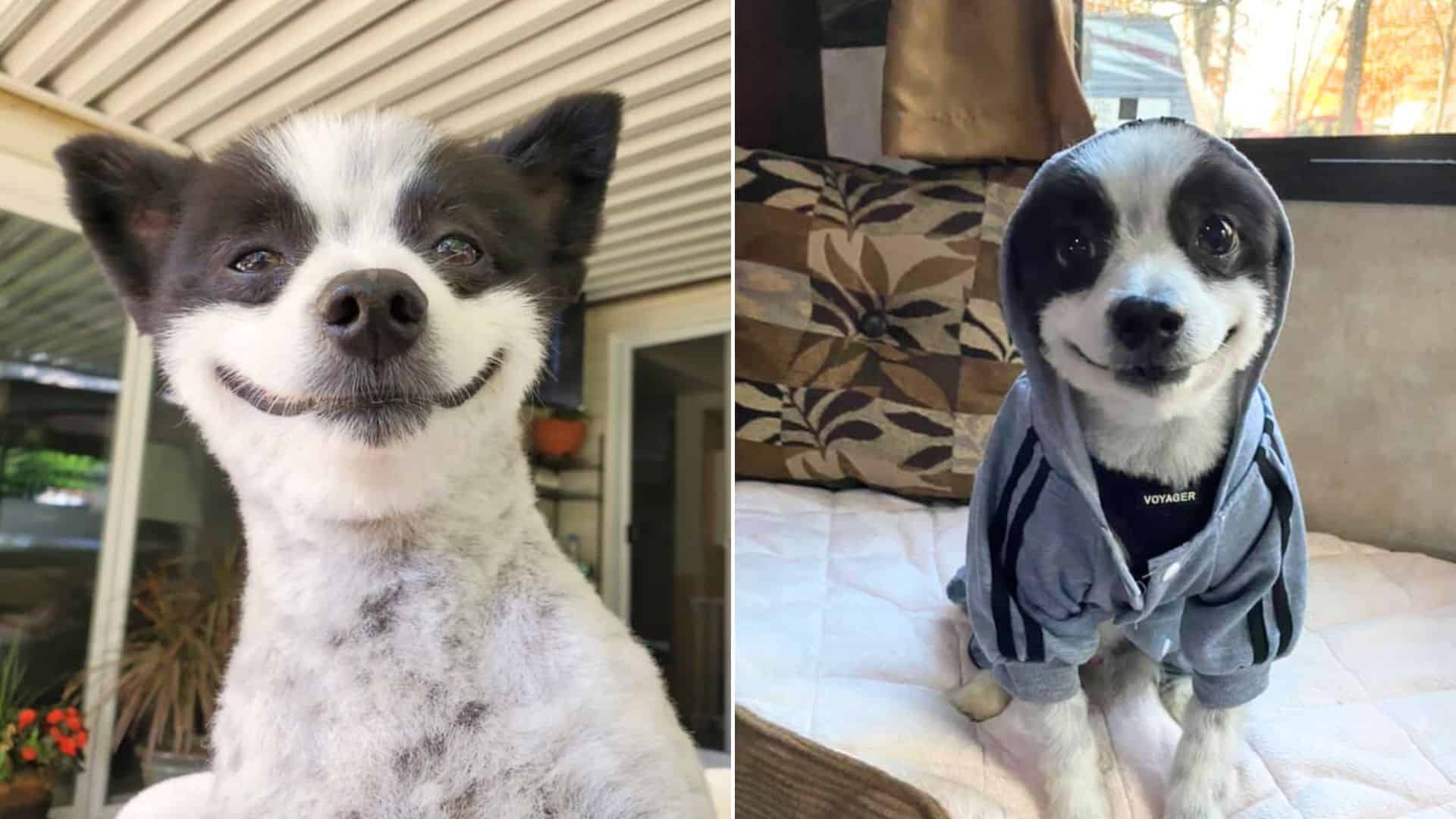 dog with beautiful smile
