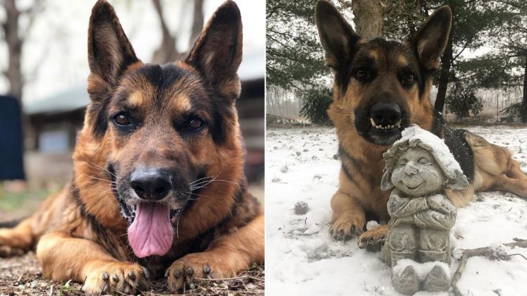 mikeygus the dwarf german shepherd