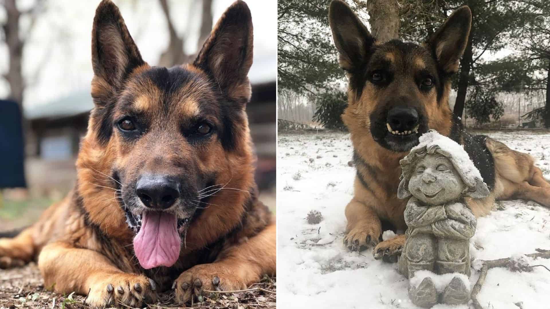 mikeygus the dwarf german shepherd