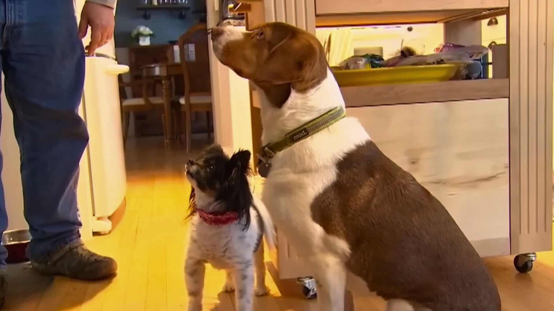 photo of dogs who dialed 911 sixteen times